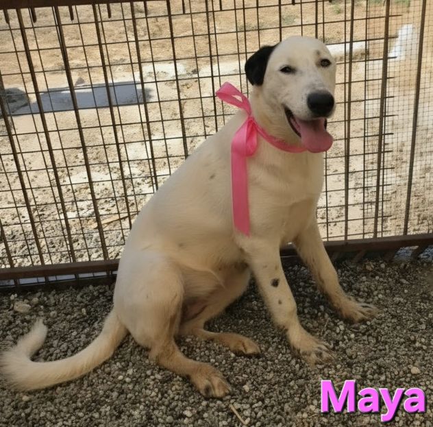MAYA - Foto 5