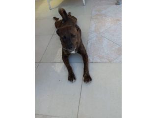 Kira dolcissima pitbull in regalo