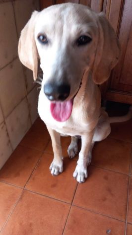 Priscilla cucciola - Foto 4