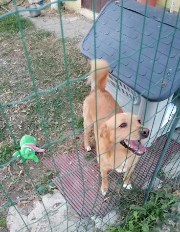5anni kg 17 ok gatti URGENTE AIUTO!! PIACENZA