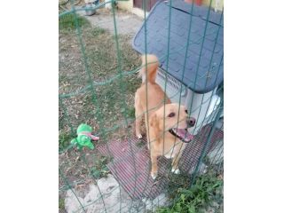 5anni kg 17 ok gatti URGENTE AIUTO!! PIACENZA