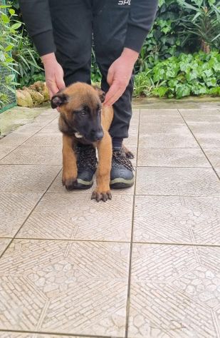 Cuccioli Pastore Belga Malinois tutta Italia - Foto 5