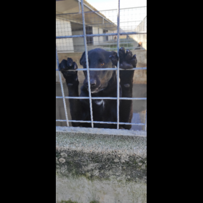 AARON coccolone e amorevole cane in adozione