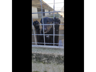 AARON coccolone e amorevole cane in adozione