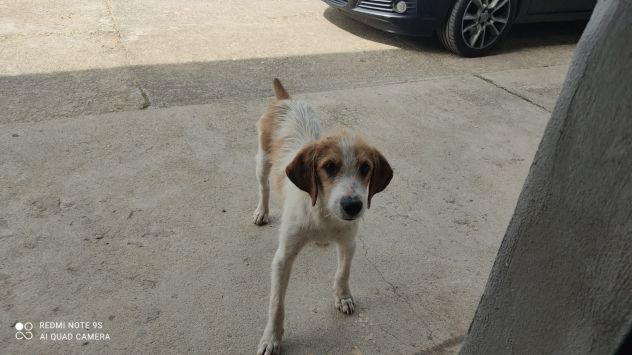 ALVIN CUCCIOLO 6 MESI SIMIL SEGUGIO - Foto 4