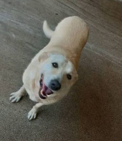 Splendida EDWIGE SIMIL LABRADOR CANE IN ADOZIONE - Foto 3