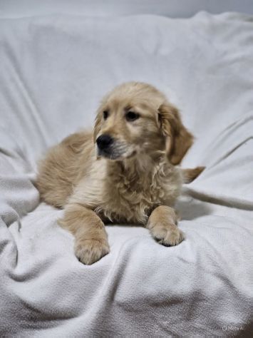 Cuccioli di Golden Retriever
