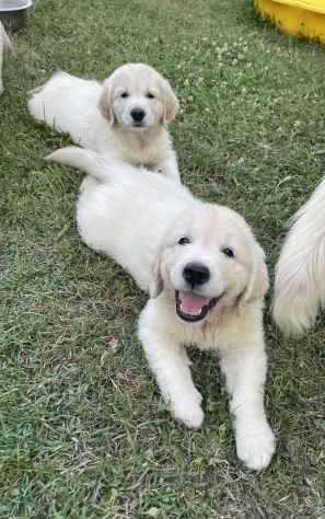 DISPONIBILI SPLENDIDI CUCCIOLI DI GOLDEN RETRIEVER - Foto 7