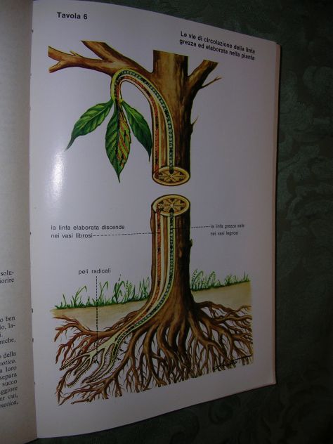 BIOLOGIA - Foto 4