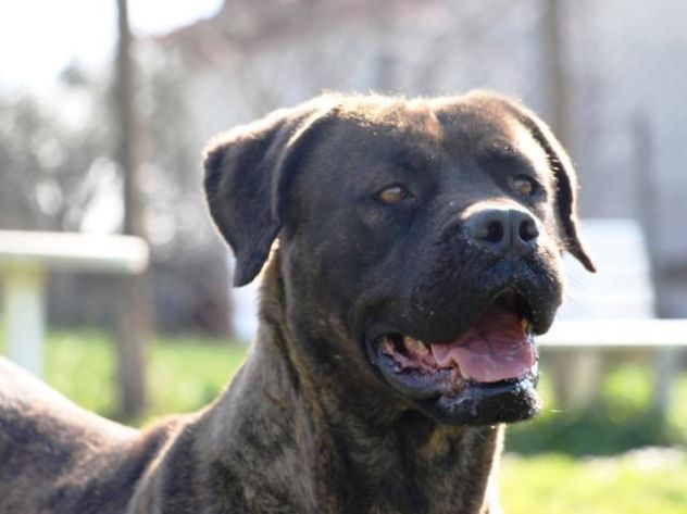 Carisma meravigliosa derivata cane corso - Foto 2