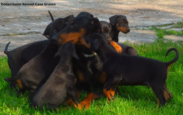 Dobermann cuccioli - Foto 5