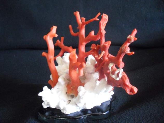 Corallo rosso - Foto 4