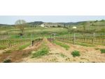 Terreno agricolo in vendita a Magliano in Toscana 188000 mq  Rif: 1254210