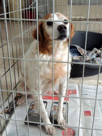 BERTA, dolcissima breton senior - Foto 3