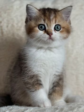 BRITISH SHORTHAIR CUCCIOLI ESOTICI pag personalizzato - Annunci Milano