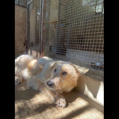 UN'OCCASIONE PER ARMANDINO: cane in adozione nato nel dicembre 2023 - Foto 8