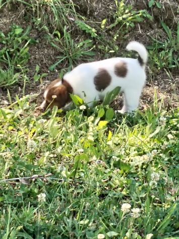 Cuccioli Jack Russell - Foto 4