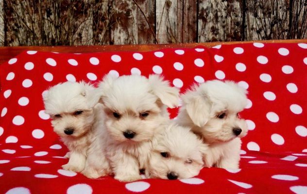 maltese toy