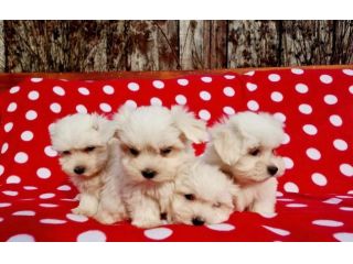 maltese toy