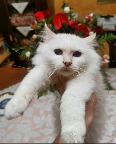 Animali - Foto 8