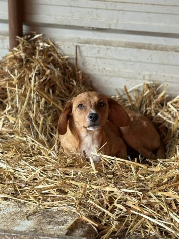NATALIE, cucciola dolcissima cerca casa! - Foto 7