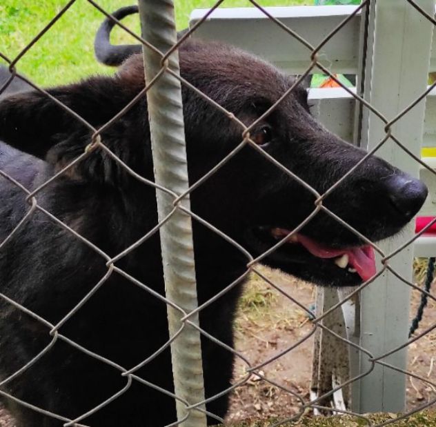 CAGNOLINO IN ADOZIONE: LUPO ALBERTO