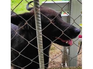 CAGNOLINO IN ADOZIONE: LUPO ALBERTO