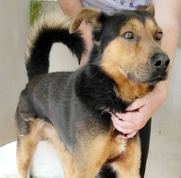 CANE IN ADOZIONE: GRISU' il lupetto abbandonato, taglia medio contenuta - Foto 6