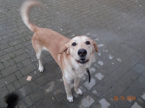 STARSKY E HUTCH, due adorabili cuccioloni - Foto 4