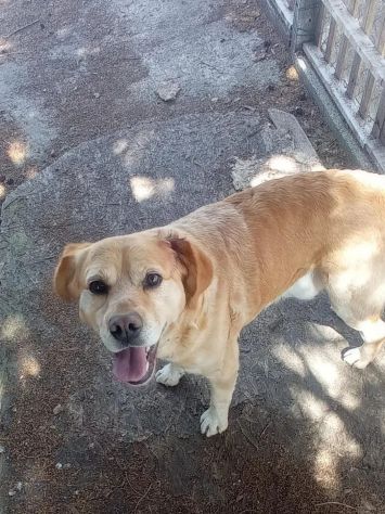 RED E MACNO INSEPARABILI ADOZIONE DI COPPIA - Foto 4
