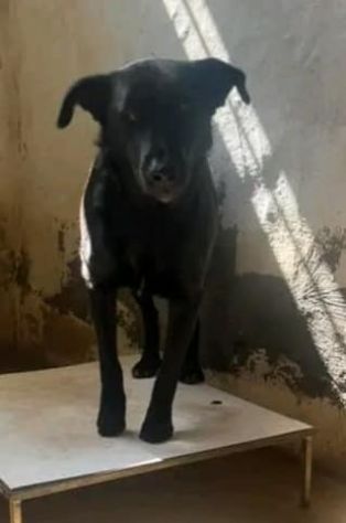 BOMBOLO CANE IN ADOZIONE - Foto 2