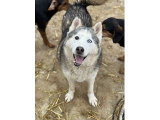 Arya, HUSKY tranquillona e tenerissima!