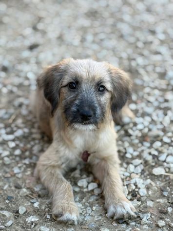 MARLENE, cucciola timidina cerca posto sicuro. TG PICCOLA - Foto 2