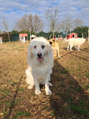 VITA, cagnolona dolcissima in cerca di una bella famiglia - Foto 7