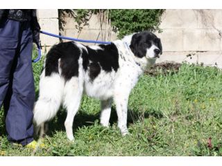 Ho solo 7 anni, mi condannate a marcire in un canile perchè non sono cucciolo!