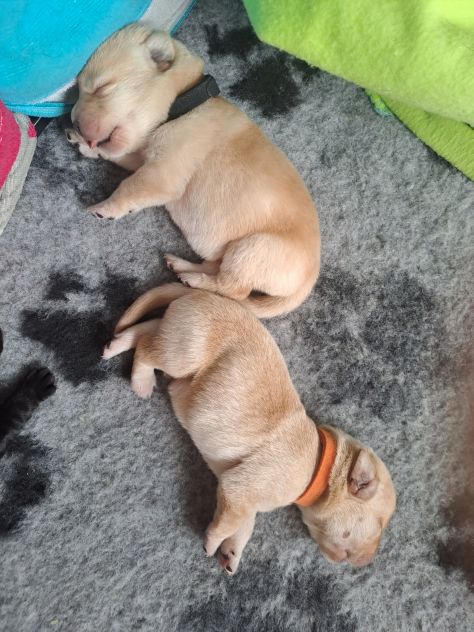 Cuccioli di Labrador Retriever - Foto 7