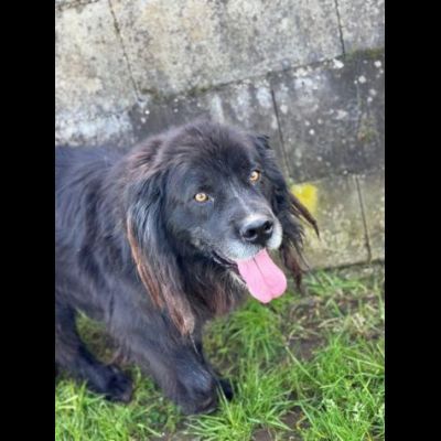 NADAL, SIMIL TERRANOVA adorabile tenerone, cane in adozione tg media - Foto 3