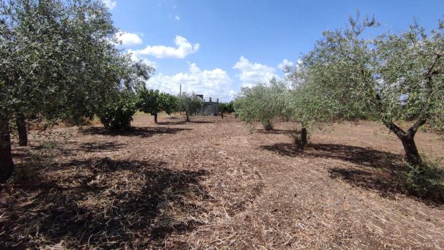 Terreno Agricolo - San Severo . Rif.: Cod. rif 3294216VCG - Foto 8