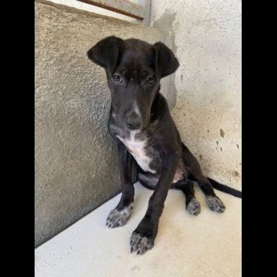 GILDA, OCCHIONI CHE IMPLORANO CUCCIOLA IN ADOZIONE - Foto 4