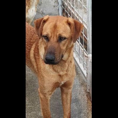 MATTIA DOLCE E GIOVIALE CAGNOLINO IN ADOZIONE - Foto 7