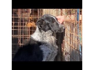E' SOLO UN CUCCIOLO TOTO' , MERITA UNA FAMIGLIA,  CUCCIOLO IN ADOZIONE