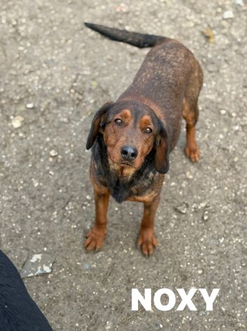 NOXY, piccola DACHSBRACKE super coccolona! - Foto 4