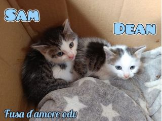 SAM e DEAN, dolci micini in adozione!