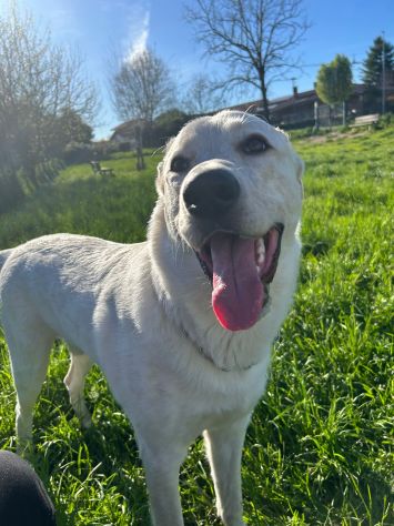 Loky un cagnolone dolcissimo - Foto 3