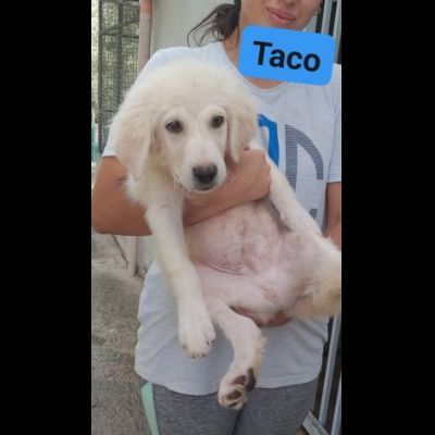 TICO E TACO MERAVIGLIE DI CUCCIOLI MIX GOLDEN/PMA IN ADOZIONE - Foto 8