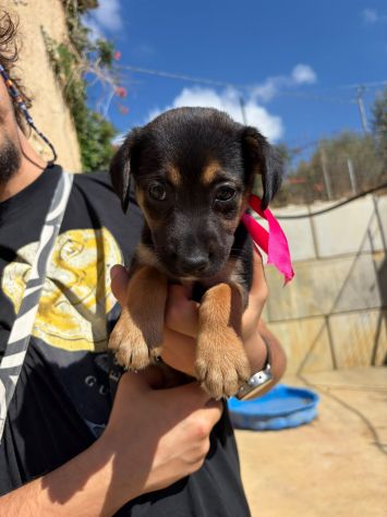 CARAMELLO, LEONE, BALOO, GINEVRA E MARTINA,80 GIORNI: CERCANO CASA! - Foto 6