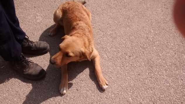 LUMACHINA, dolcissima cagnolina desiderosa d'amore - Foto 4