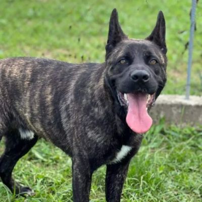 BLACK SALVIAMOL DAL CANILE CANE IN ADOZIONE - Foto 4