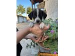 Gegè cucciolo taglia piccola