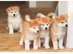 Akita Inu
